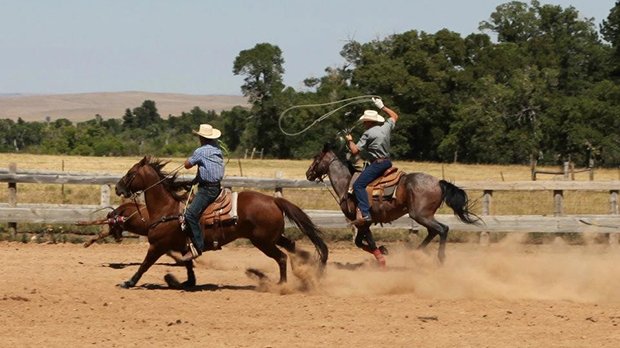 Wrangling Cattle