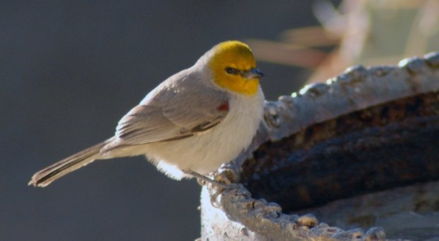 Bird Watching Opportunities