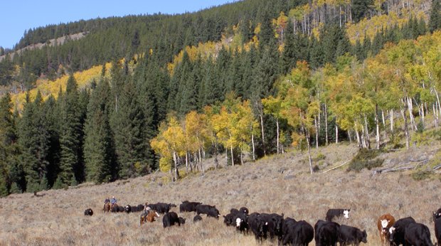 Cattle Drives