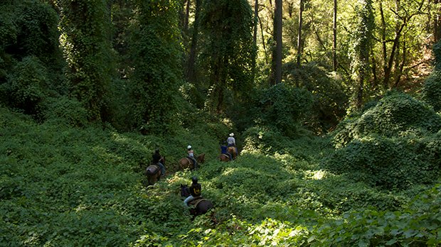 Small Group Trail Rides