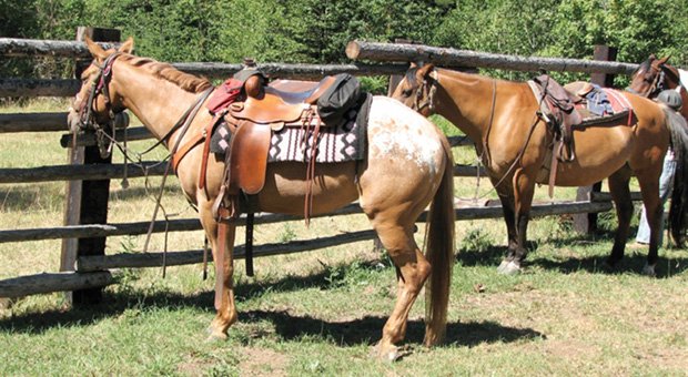 Trail Rides and Lessons