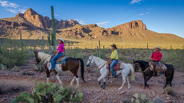 Desert Flora and Fauna