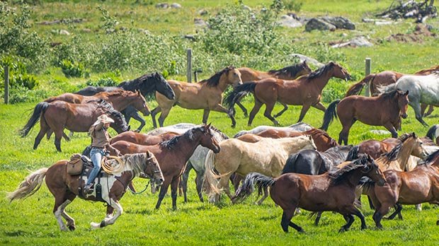 Riding with the herd