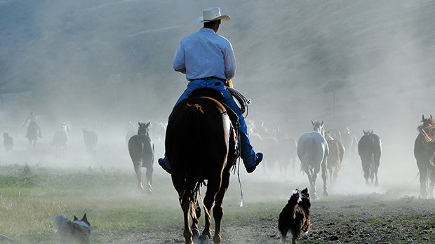 Diverse Horse Experiences