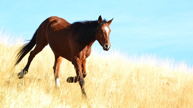 Ranch Trained Horses